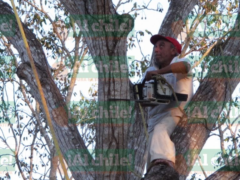 Aún puede subir a los árboles