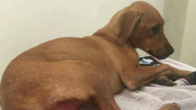 ¡Terrible! cachorrita violada se recupera poco a poco