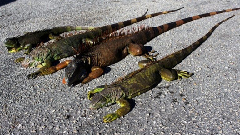 Iguanas congeladas “vuelven a la vida”