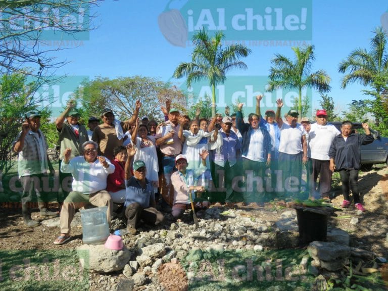 Llega nuevo maíz tecnológico a Yucatán