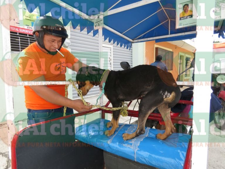 Adoptan a la perrita abandonada en Motul