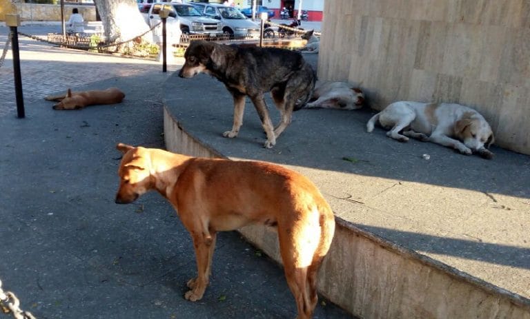 Perros malixes en Valladolid, son un problema en las calles.