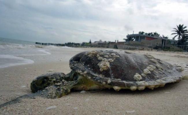 Encuentran otra tortuga muerta en costas Yucatecas.