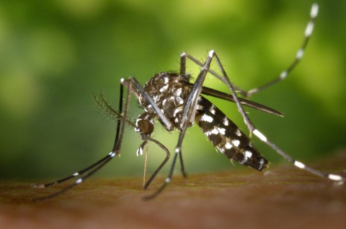 Infección por Dengue