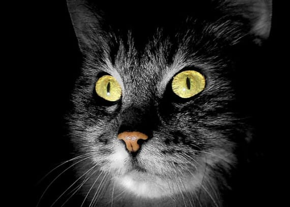 El gato fantasma de un propietario anterior