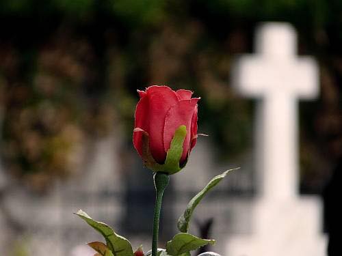La tumba de las rosas