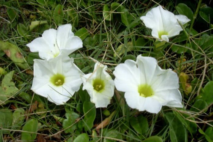 Flor-de-xtabentun