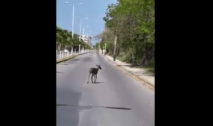 Reportan el avistamiento de un venado en una avenida de la isla de Cozumel