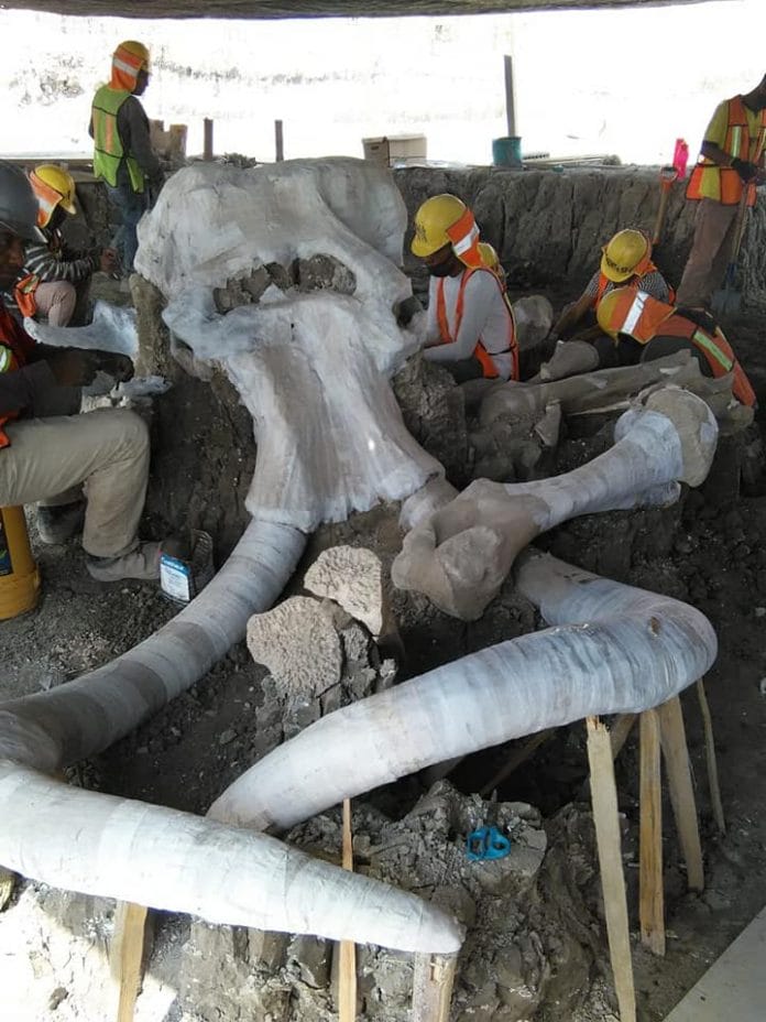 restos de mamuts en aeropuerto