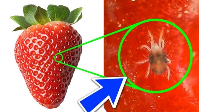 Después de ver esto, dejarás de comer fresas para siempre (video)
