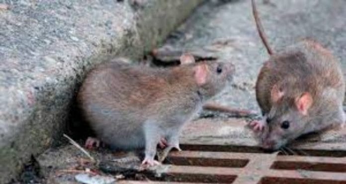 ratas caníbales por pandemia