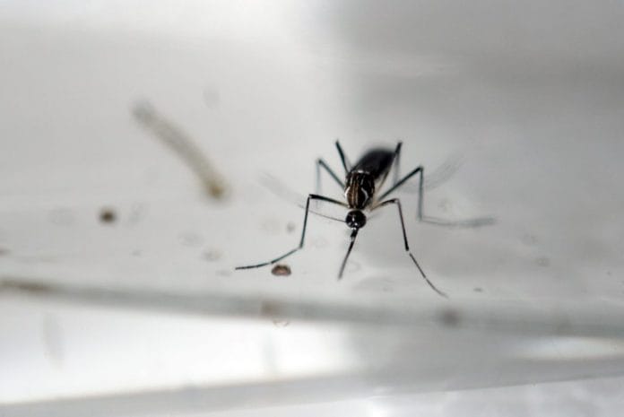Descubren nuevo virus zika en Brasil, advierten por pandemia