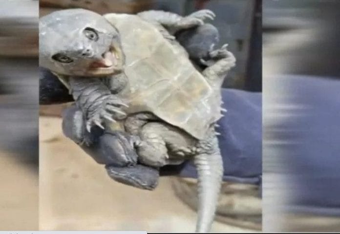Extraña tortuga es hallada en China (vídeo)
