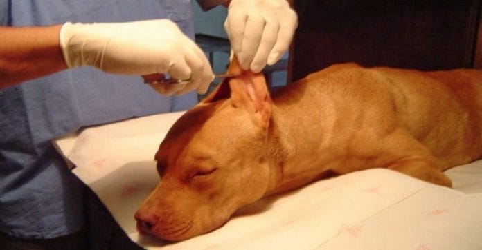 Tamaulipas prohíbe cortarle la cola y orejas a las mascotas