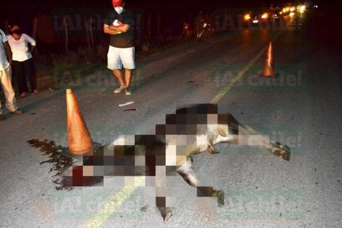 Choca contra un ganado en la Mérida - Tizimín y muere