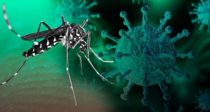 Mosco del dengue podría proporcionar inmunidad al Covid-19