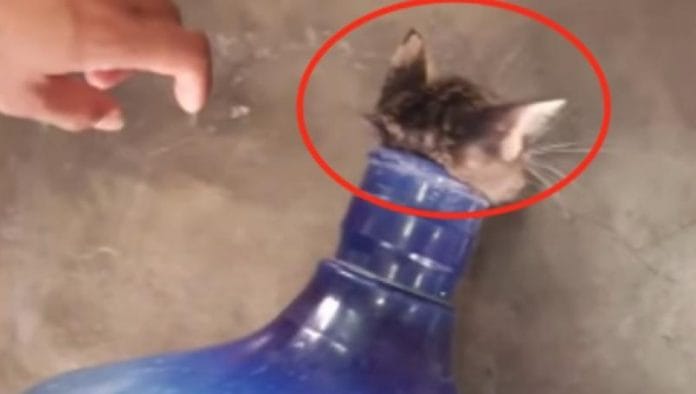 Rescatan a gatito atorado en un garrafón (video)
