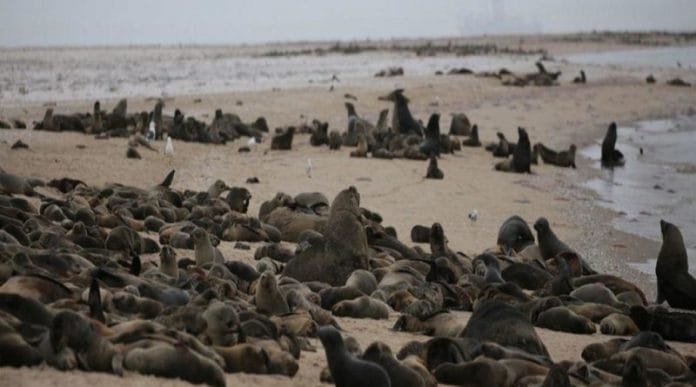 Hallan hasta 7,000 focas muertas en playas de África