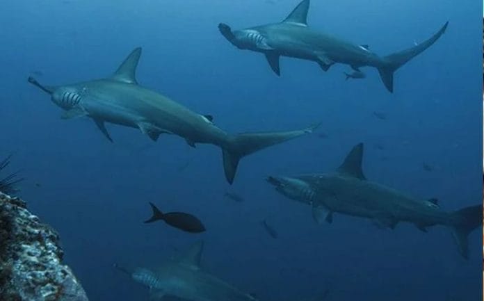 Vacuna para el coronavirus cobrará la vida de medio millón de tiburones
