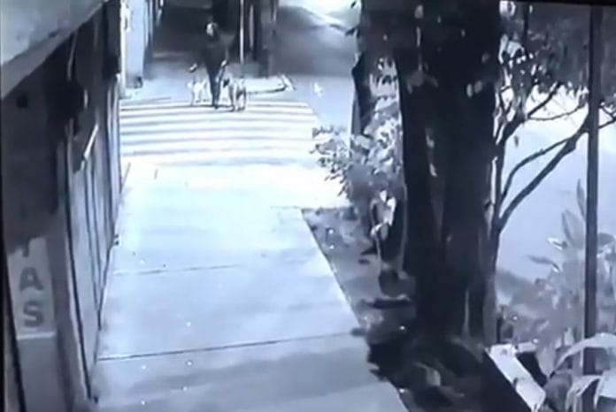 Paseaba con sus perros y son atacados por pitbull y rottweiler (video)