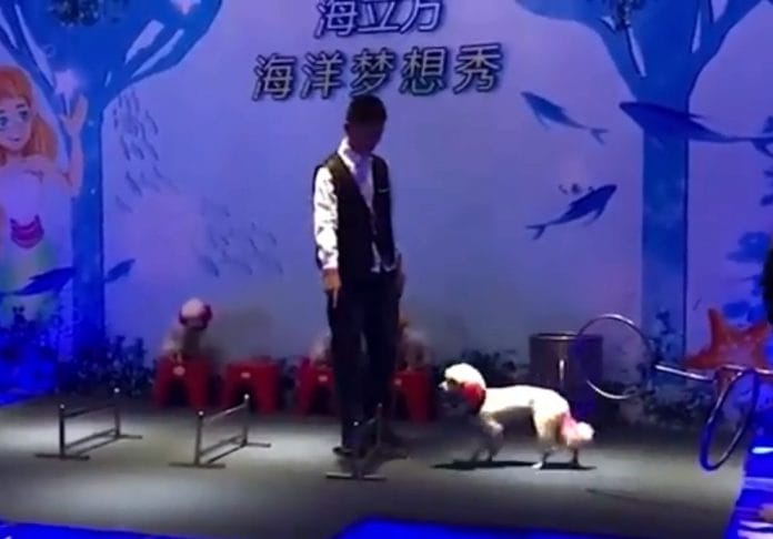 Entrenador de circo obliga a perro exhausto a continuar con el show