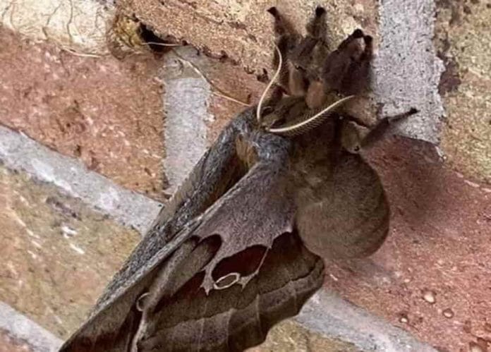 'Tarántula con alas' causa terror en redes; llegan a medir hasta 15 cm