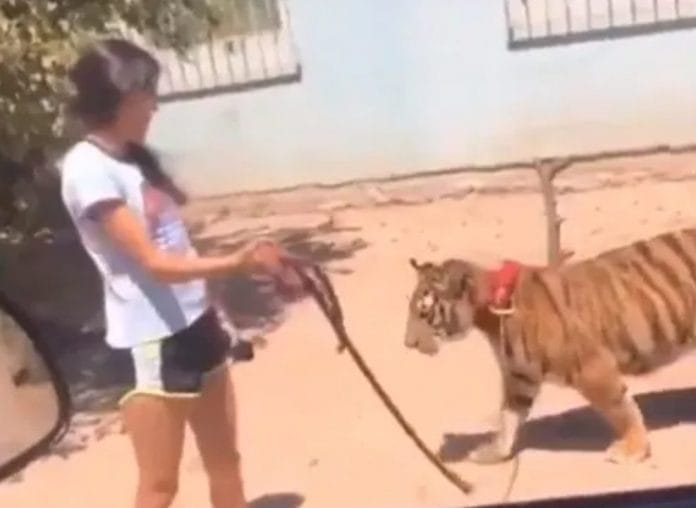 Captan a una chava paseando a un tigre como si fuera un perro