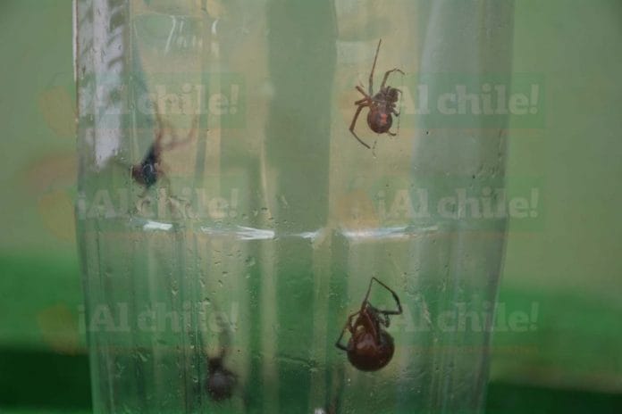 Capturan varios ejemplares de arañas viuda negra en una escuela de Peto