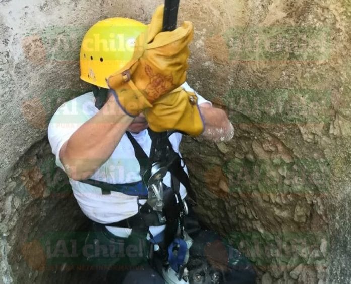 Perrita cae a un pozo de más de 30 metros de profundidad en Ticul