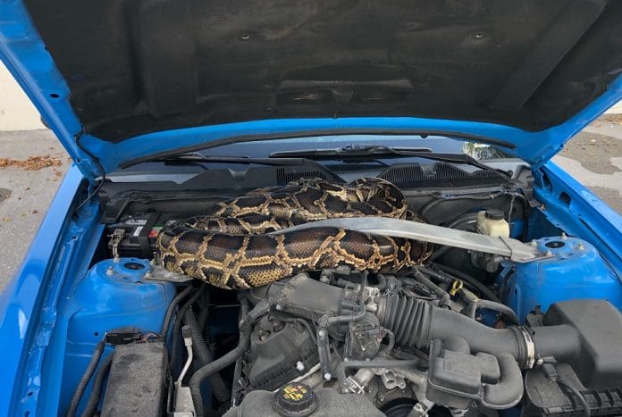 Encuentra una serpiente de 3 metros dentro de su coche (video)