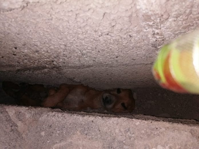 perro rescatado entre muros