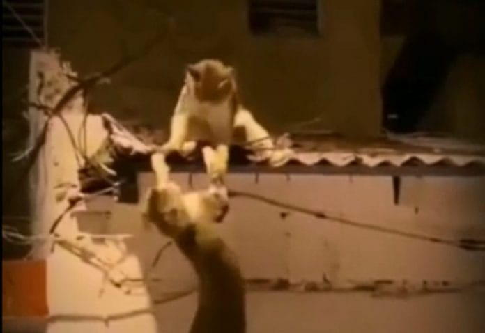 Viral: Gatos recrean escena de 'El Rey León'