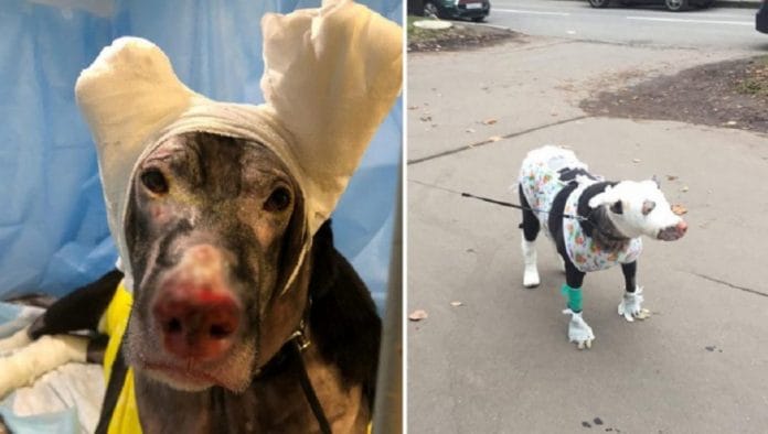 Una perra intenta salvar de las llamas a su dueña y sufre quemaduras