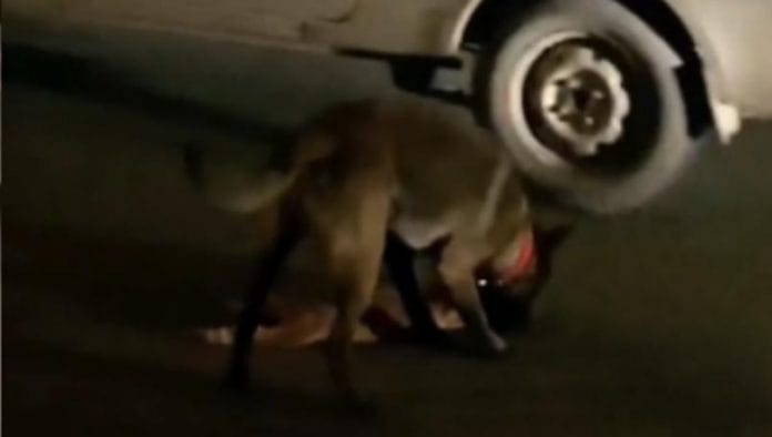 Perro intenta revivir a un gato que murió atropellado (video)