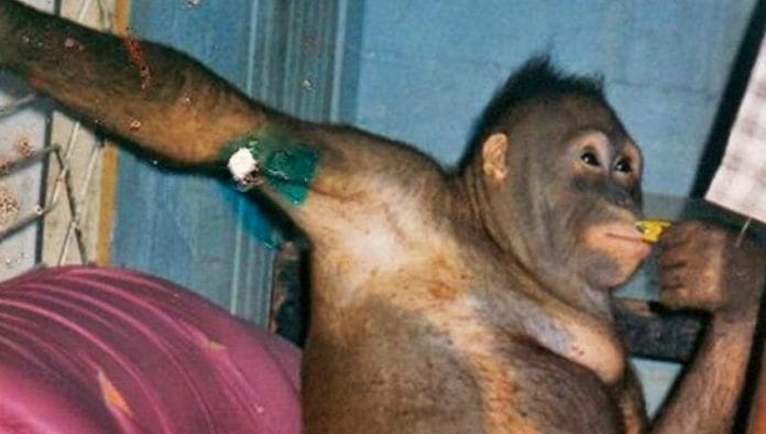 Obligaban a orangután hembra a prostituirse en años