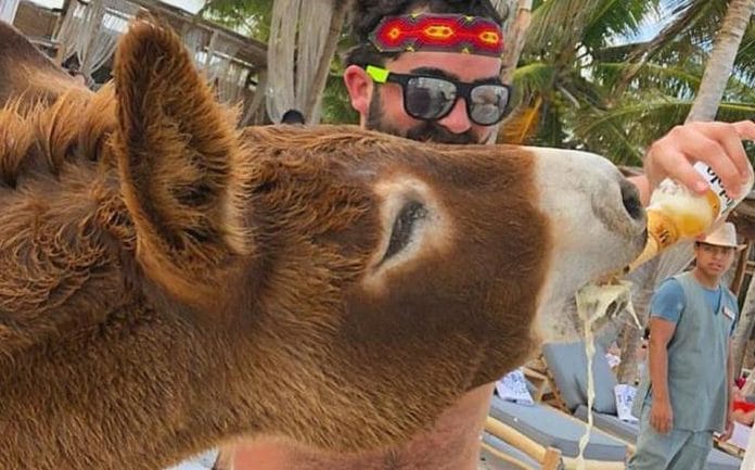 Indignación en Tulum por hotel que permite que emborrachen a un burro