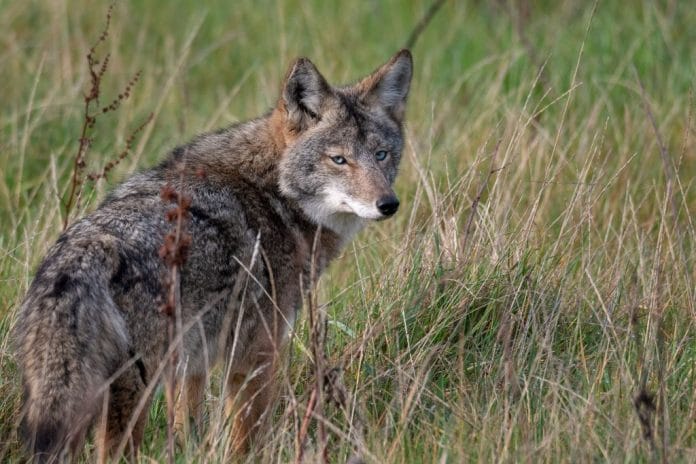 Jauría de coyotes atacan a borregos en Tekal de Venegas