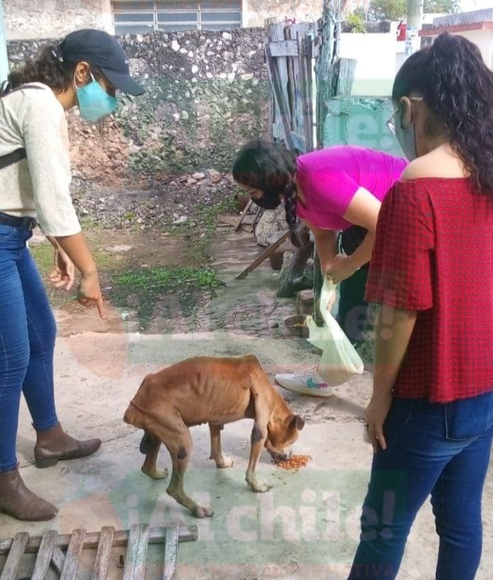 Rescatan a perrito abandonado en Tizimín; estaba encerrado