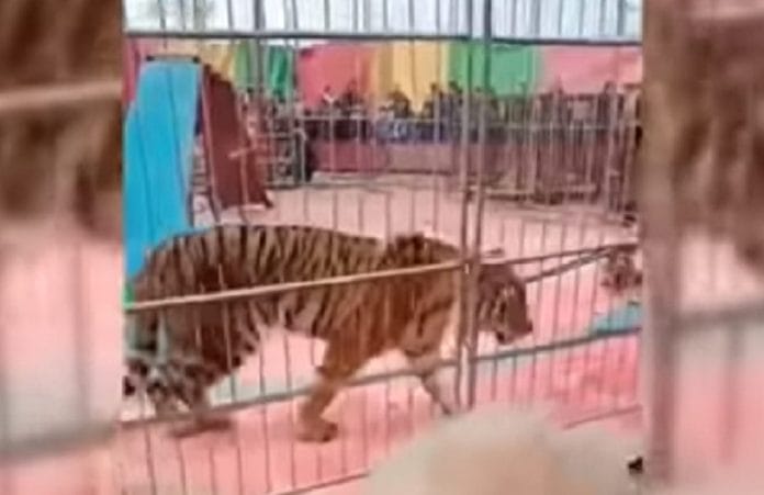 Domador de circo es atacado por un tigre en plena función (video)