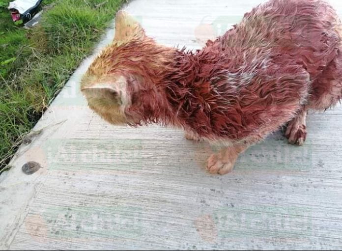 En Motul, niños le echaron pintura a un gatito (fotos)