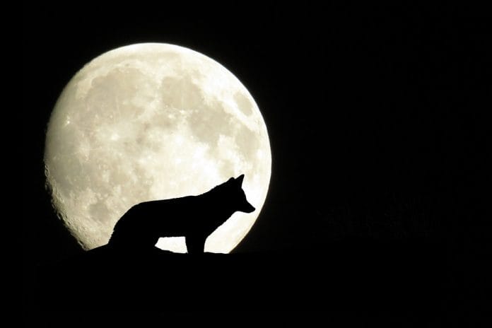Luna de Lobo de enero: ¿Cuándo, dónde y cómo verla?