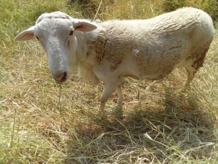 El 'Chapacabras' degolla a ovejas en Tekax (fotos)