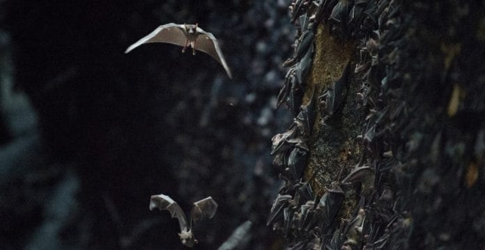 cuevas de murciélagos