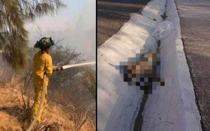Animales de los cerros mueren tras los incendios en Guanajuato