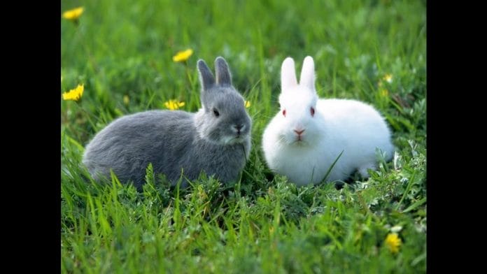 enfermedad en conejos
