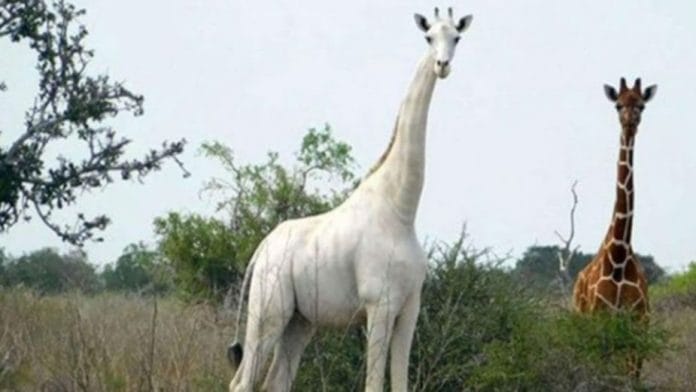 última jirafa blanca