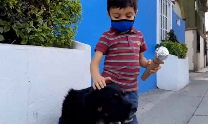 niño reportaje perros