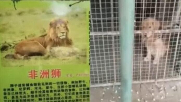 Zoológico en China hace pasar a perrito por un león (fotos)