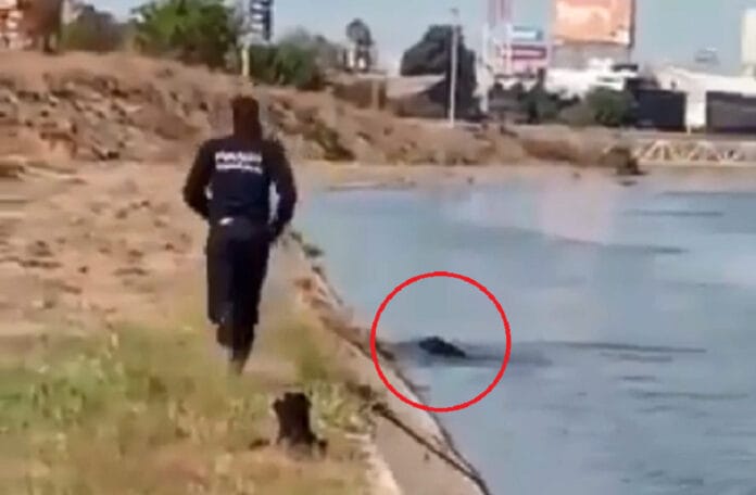 Policía salva perrito morir ahogado
