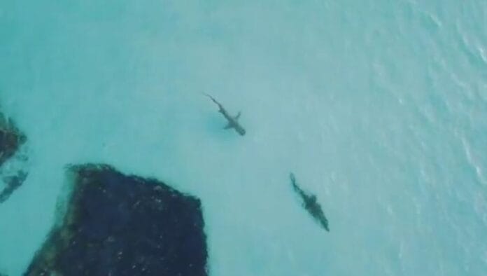 Captan persecución entre un tiburón y un cocodrilo (video)